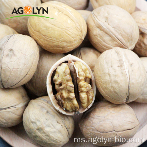 Walnut Xinjiang Dalam Shell mentah pukal berkualiti tinggi